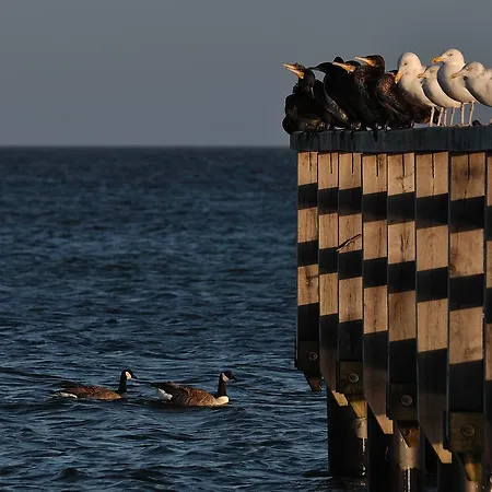 招待所 Haus Baltic 3*